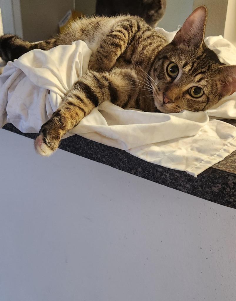 Sparky, Adoptable, Young Male Domestic Short Hair.