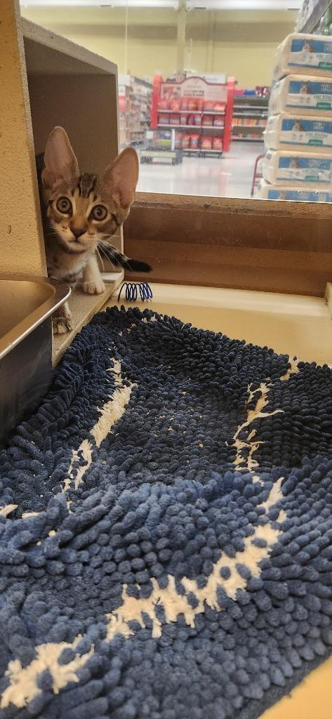 Sparky, Adoptable, Young Male Domestic Short Hair.