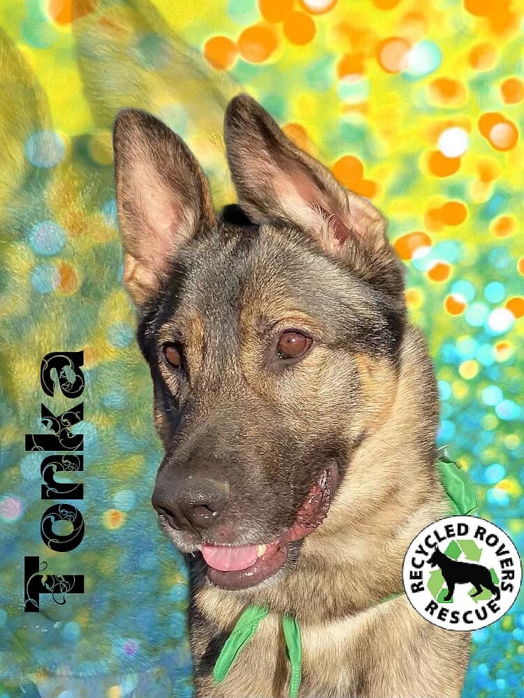 Dog for adoption Tonka, a German Shepherd Dog in Springdale, AR