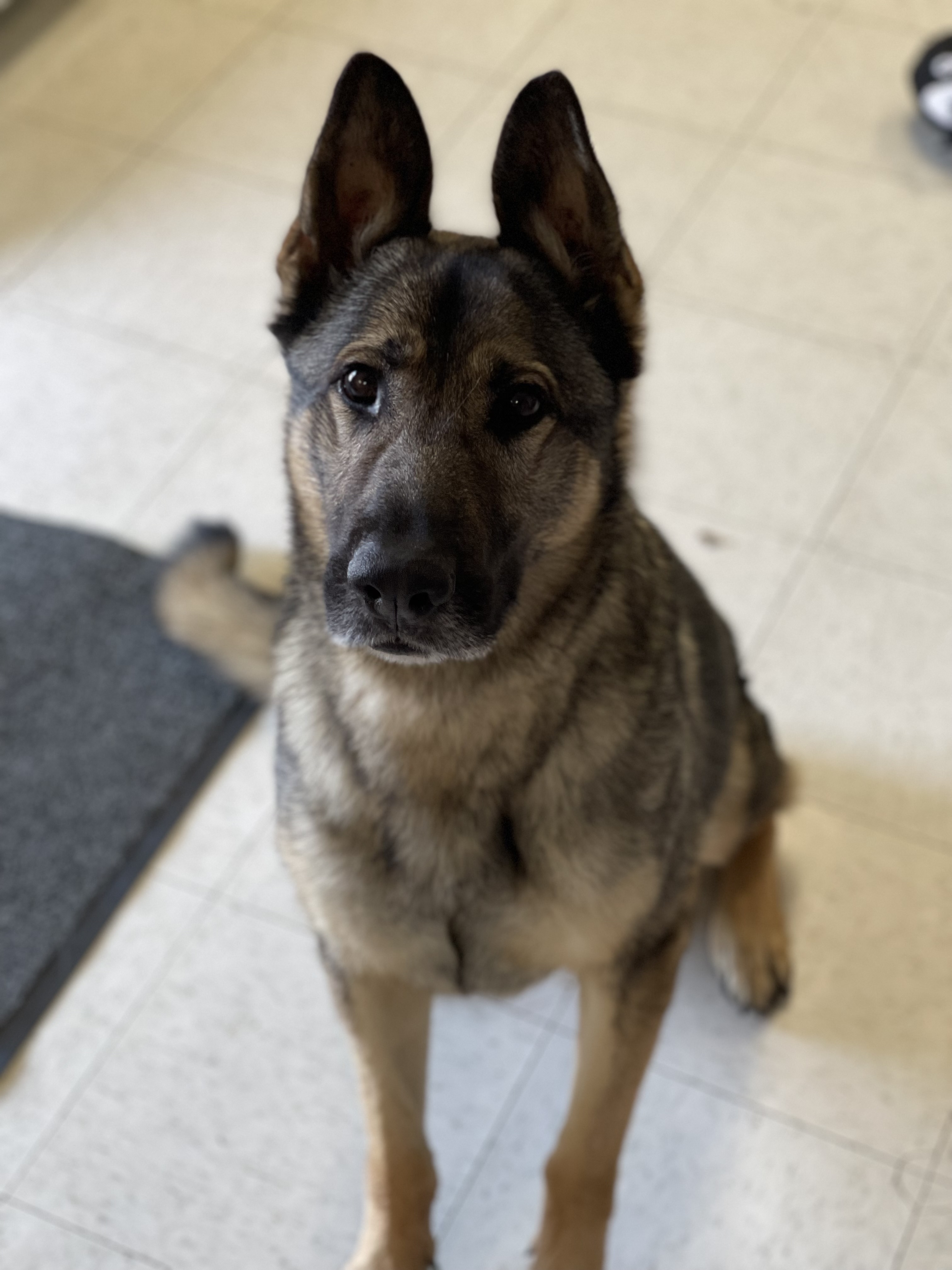 Dog for adoption Tonka, a German Shepherd Dog in Springdale, AR