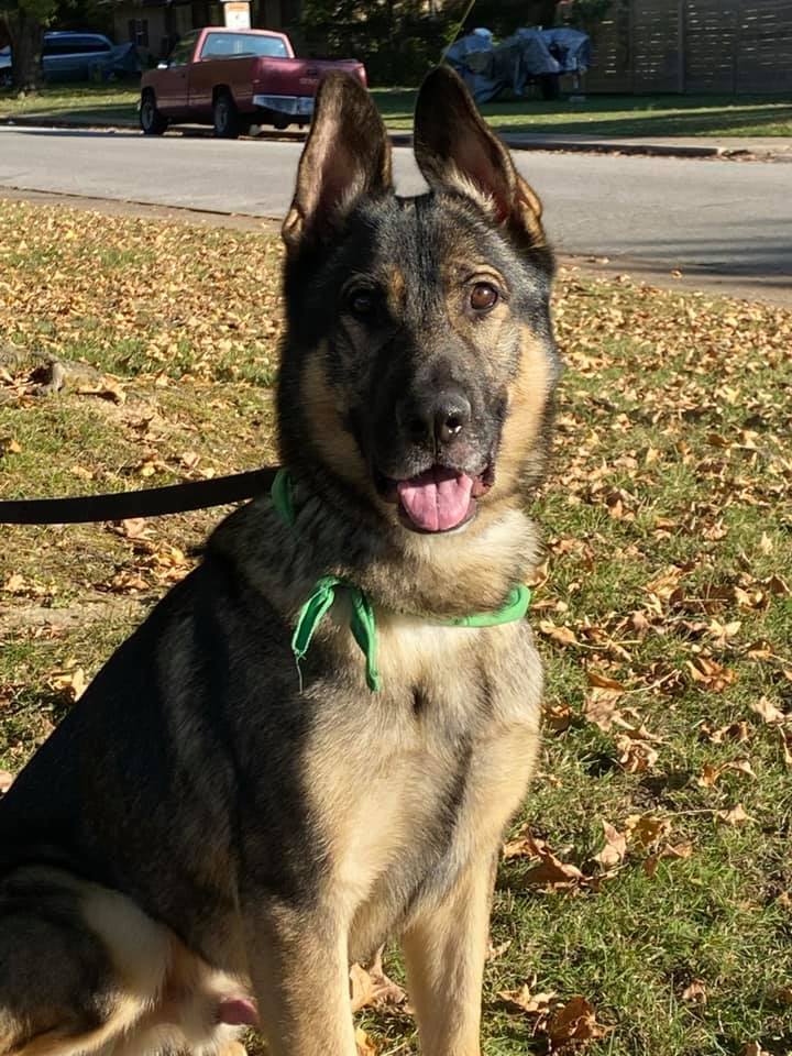 Dog for adoption Tonka, a German Shepherd Dog in Springdale, AR