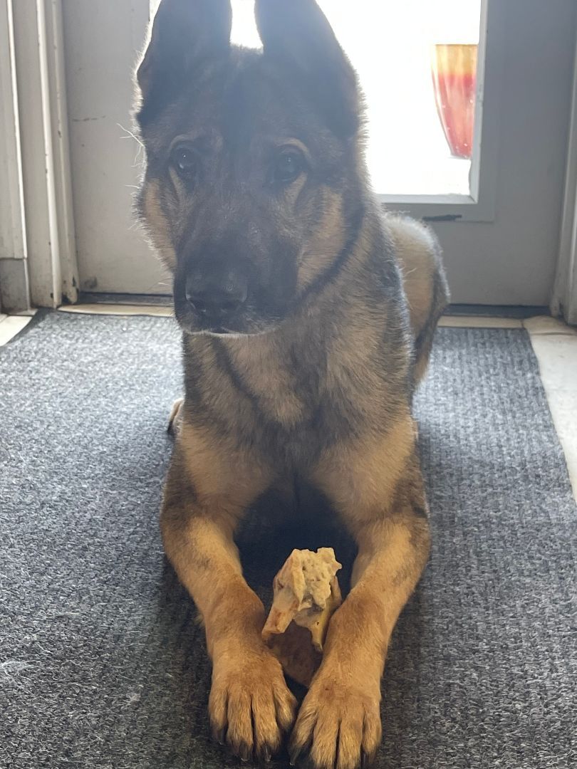 Dog for adoption Tonka, a German Shepherd Dog in Springdale, AR