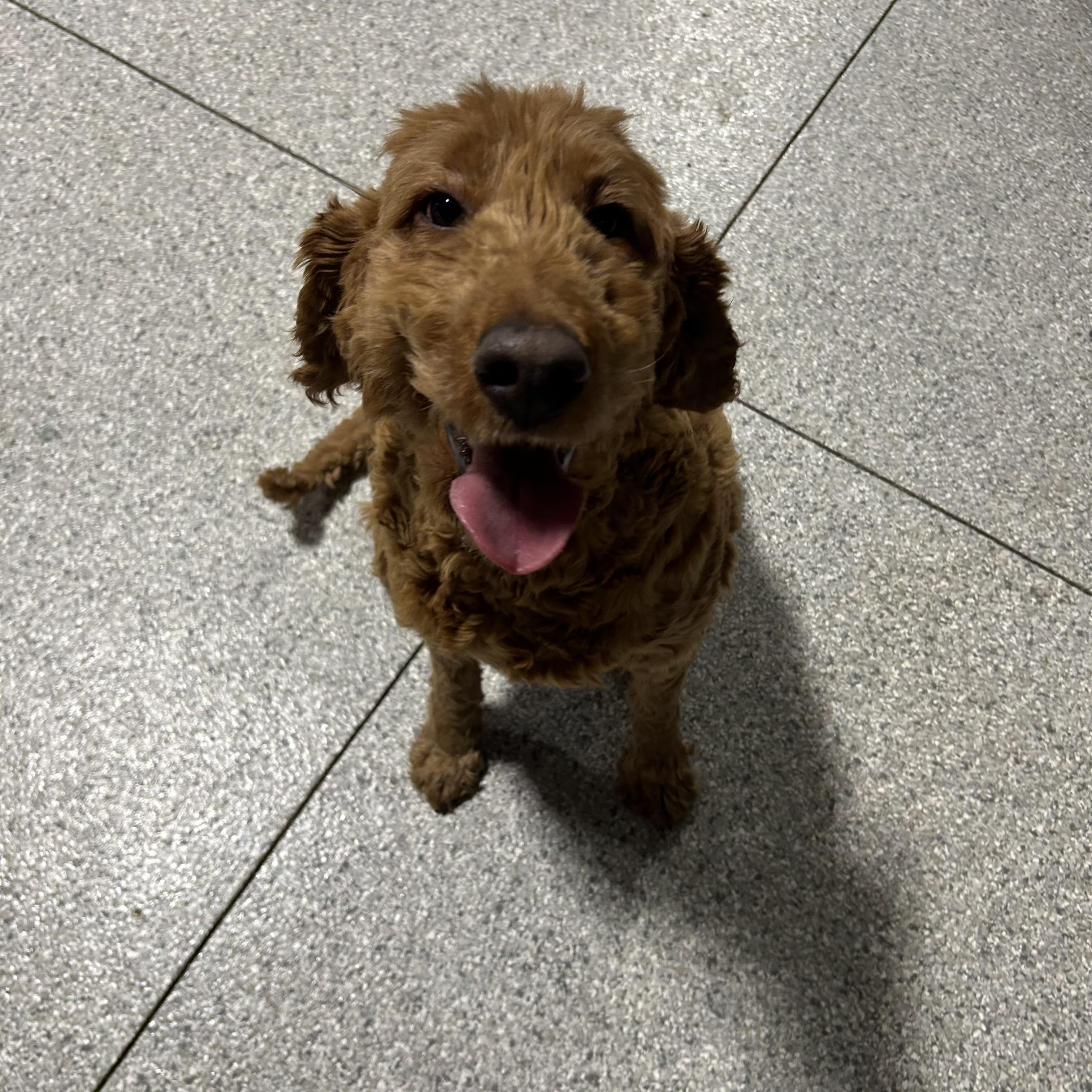 Aunt Lacey Family dog , Adoptable, Adult Female Goldendoodle.