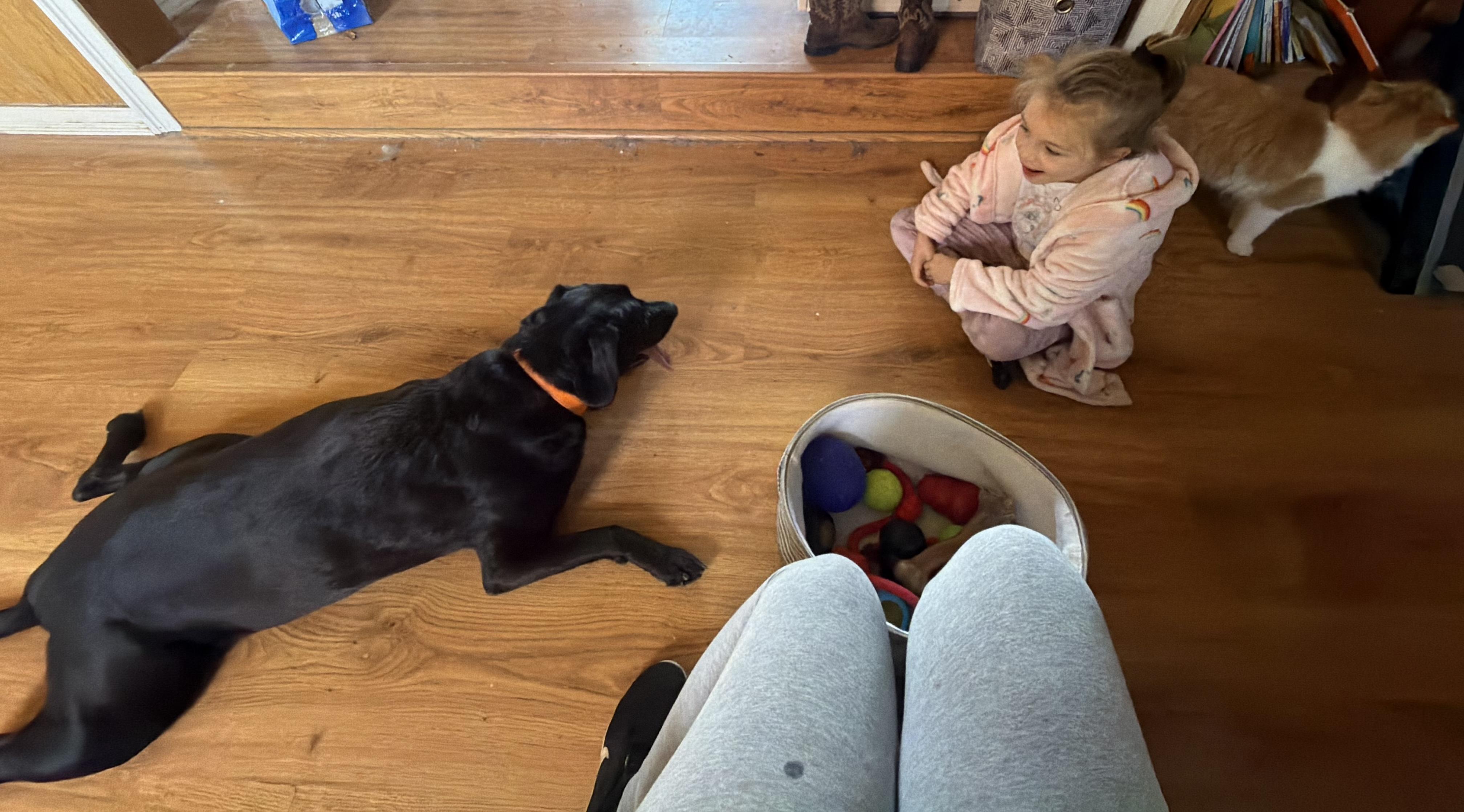 Enlarge DOOZY, a Adoptable mixed breed in Kennebunk , ME image 4/6
