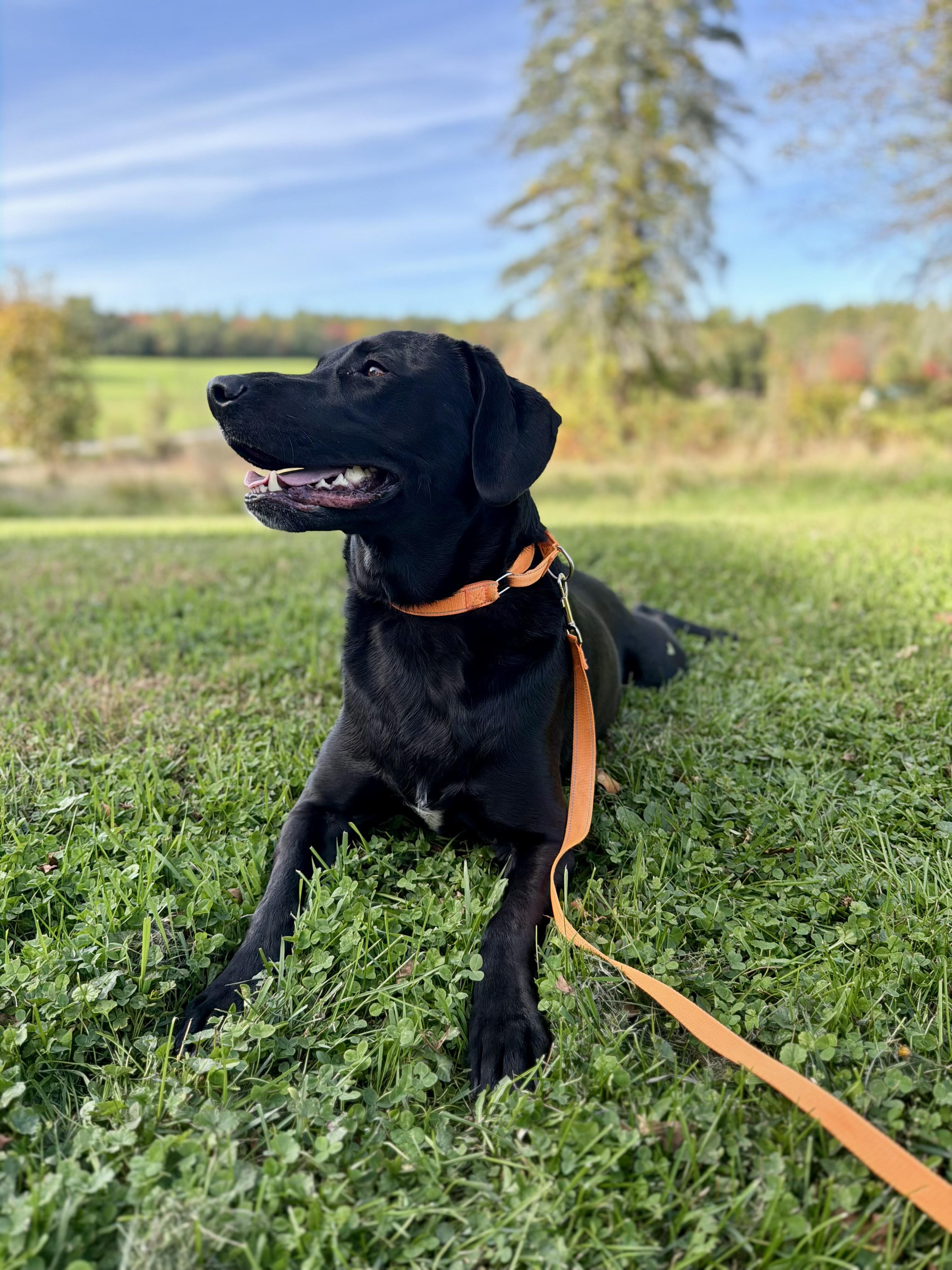 Enlarge DOOZY, a Adoptable mixed breed in Kennebunk , ME image 3/6