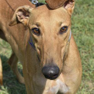 Enlarge CATHEDRAL ROCK, a Adopted Greyhound in grandville, MI image 1/1