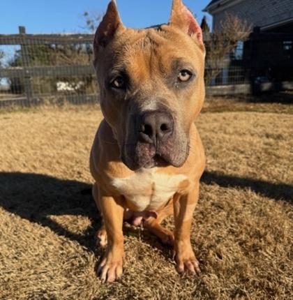 Kato, Adoptable, Young Male Pit Bull Terrier.