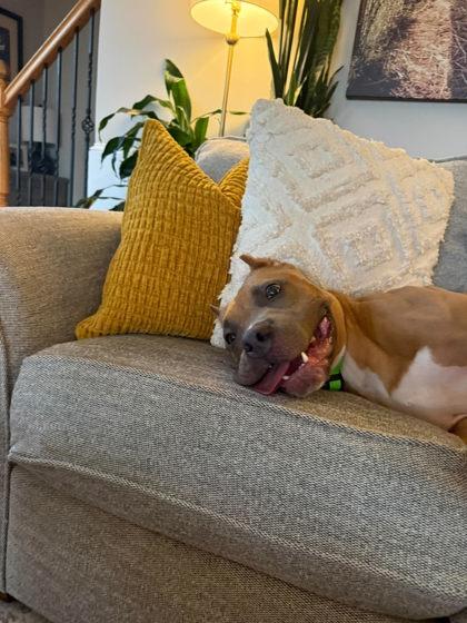 Kato, Adoptable, Young Male Pit Bull Terrier.