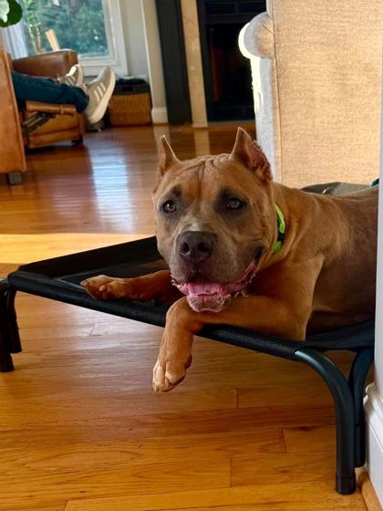 Kato, a Adoptable Pit Bull Terrier in Malvern, PA image 1/3