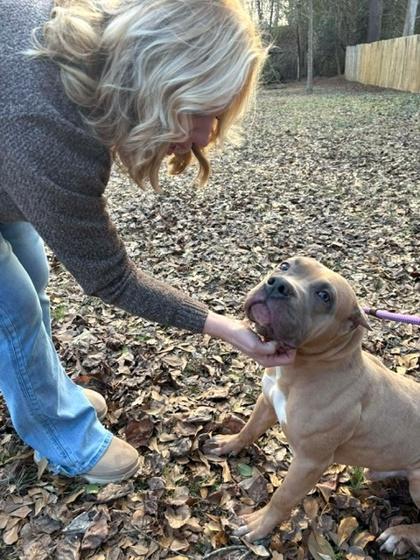 Kato, Adoptable, Young Male Pit Bull Terrier.