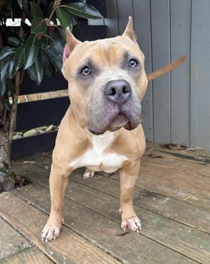Enlarge Kato, a Adoptable Pit Bull Terrier in Malvern, PA image 1/3