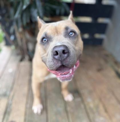 Enlarge Kato, a Adoptable Pit Bull Terrier in Malvern, PA image 2/3