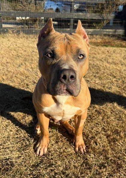 Enlarge Kato, a Adoptable Pit Bull Terrier in Malvern, PA image 3/3