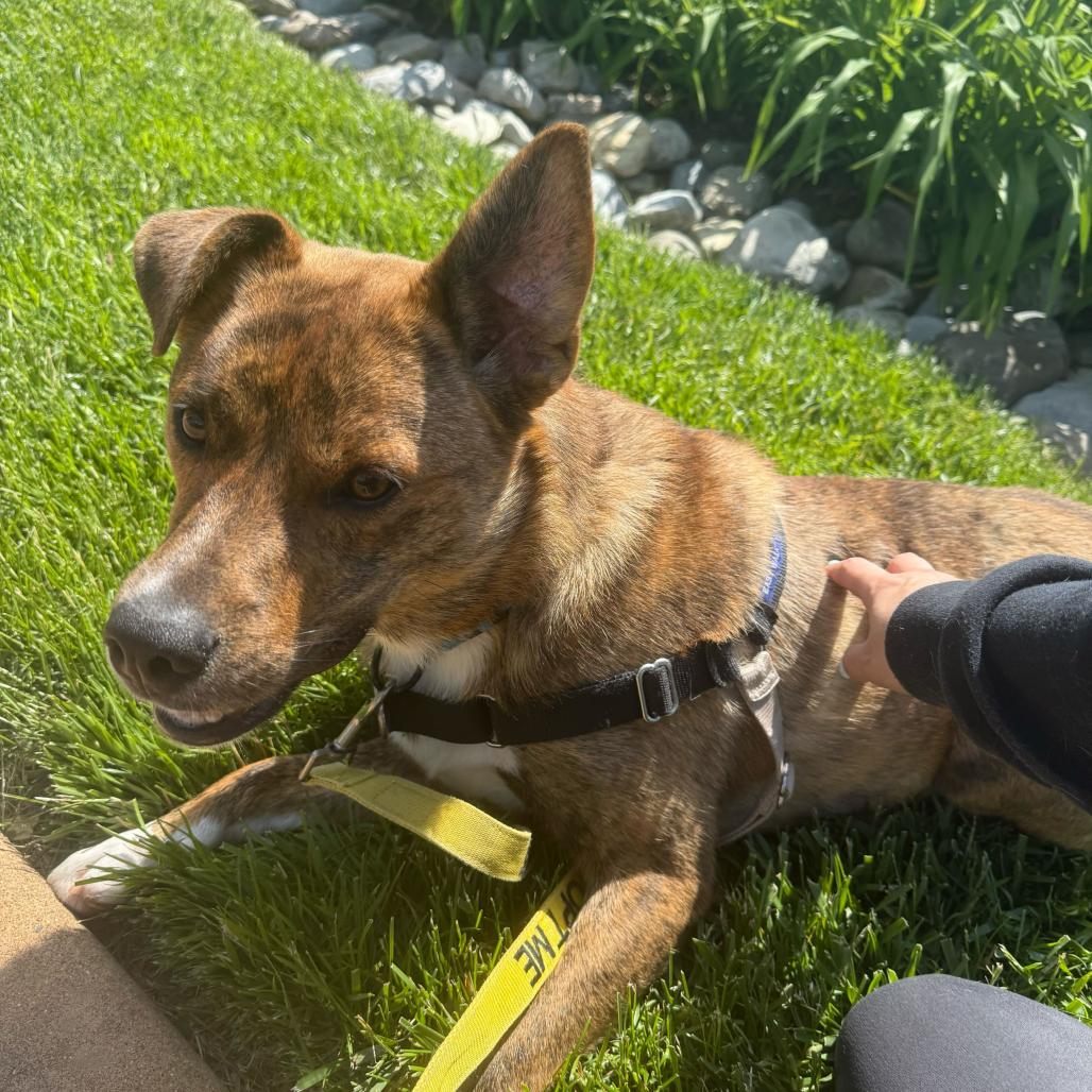 Enlarge Yogi, a Adoptable mixed breed in Newark, DE image 6/6