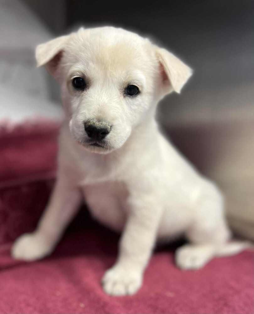 Enlarge Cordelia, a Adoptable mixed breed in Cortez, CO image 1/4