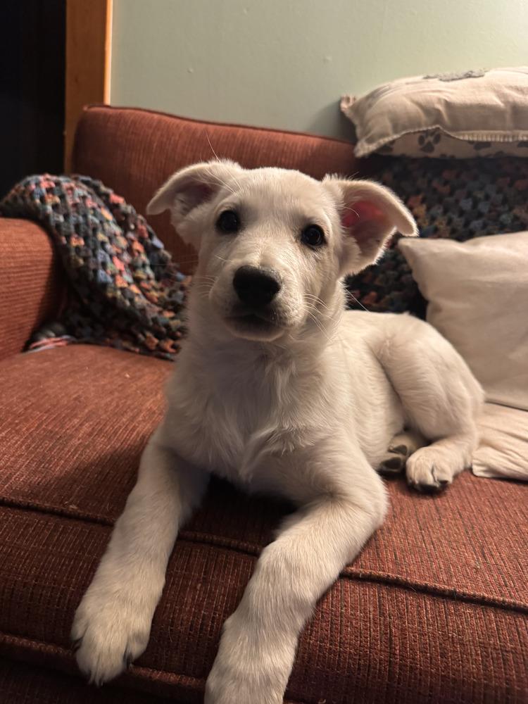 Cordelia, Adoptable, Puppy Female Australian Cattle Dog / Blue Heeler.