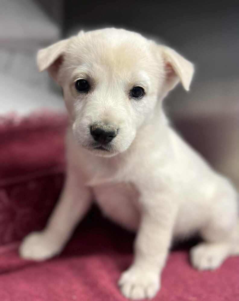 Enlarge Cordelia, a Adoptable mixed breed in Cortez, CO image 2/4