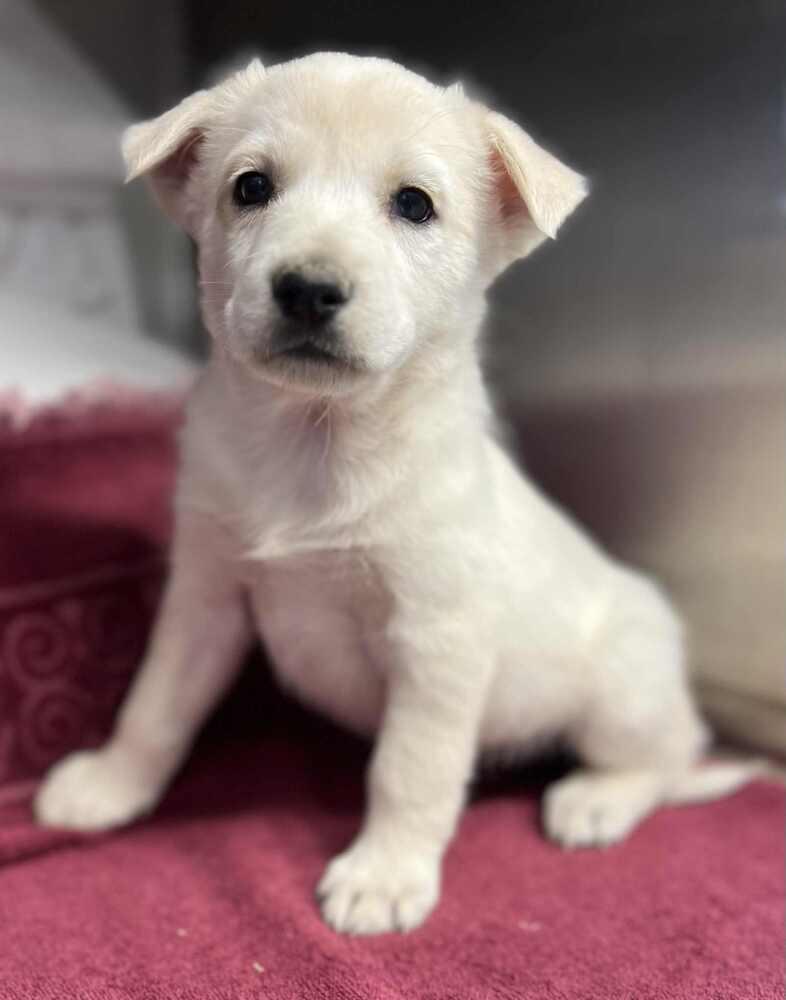 Enlarge Cordelia, a Adoptable mixed breed in Cortez, CO image 3/4