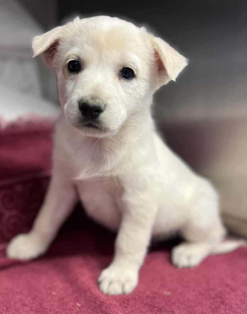 Enlarge Cordelia, a Adoptable mixed breed in Cortez, CO image 4/4