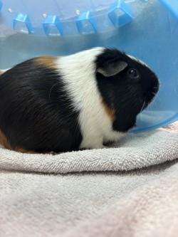 Pepper, Adoptable, Adult Female Guinea Pig & Guinea Pig.
