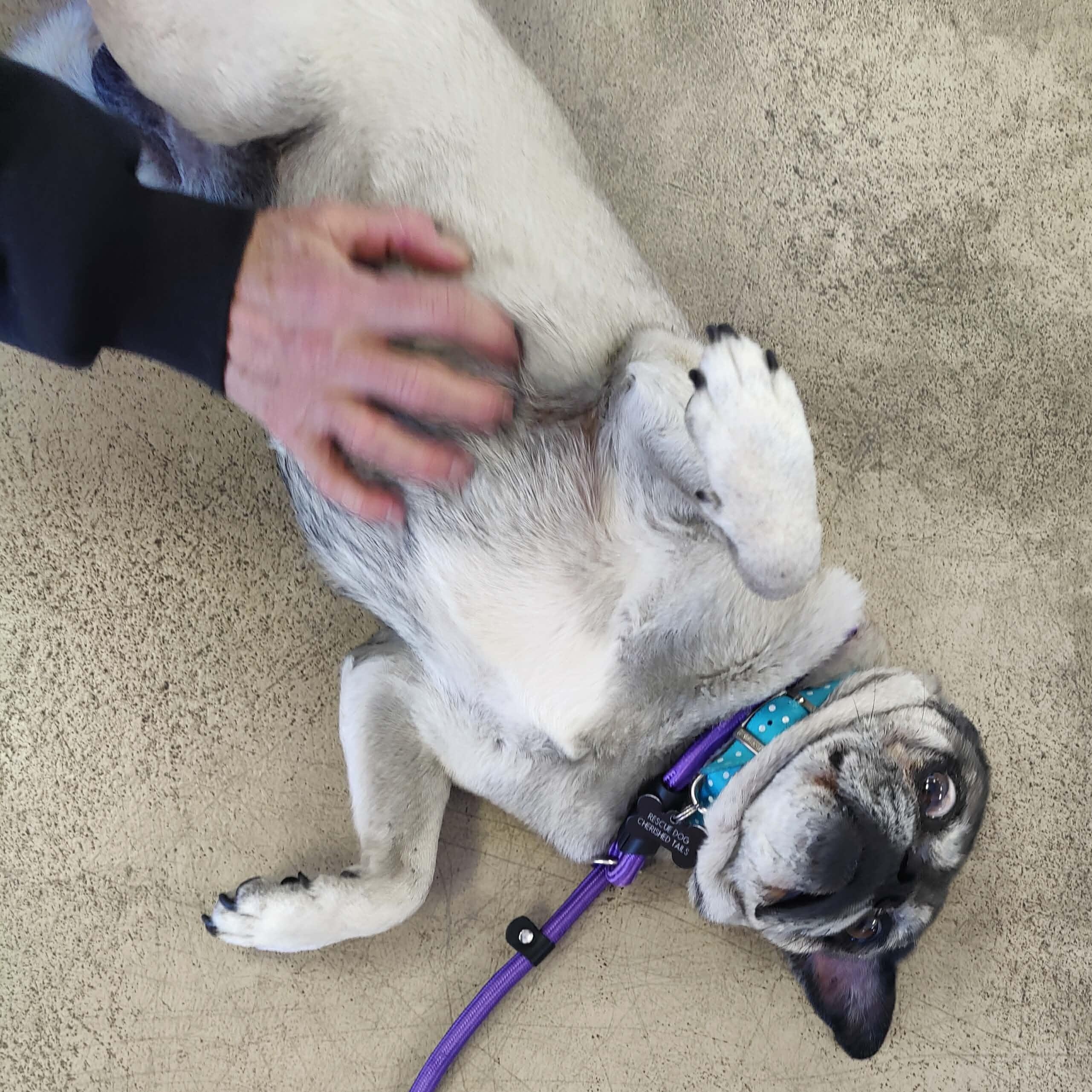 Enlarge MILO , a ADOPTABLE Pug in Marana, AZ image 5/6