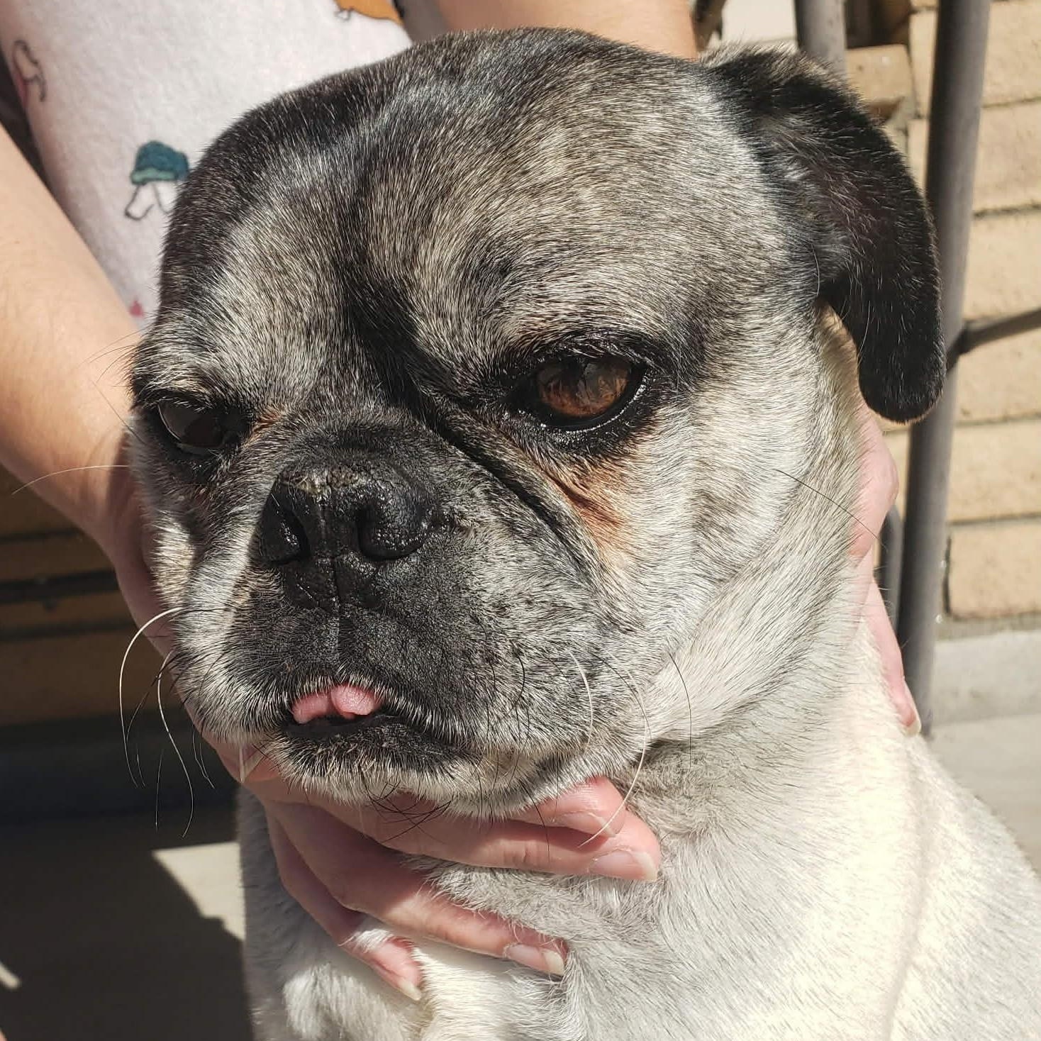 Enlarge MILO , a ADOPTABLE Pug in Marana, AZ image 2/3