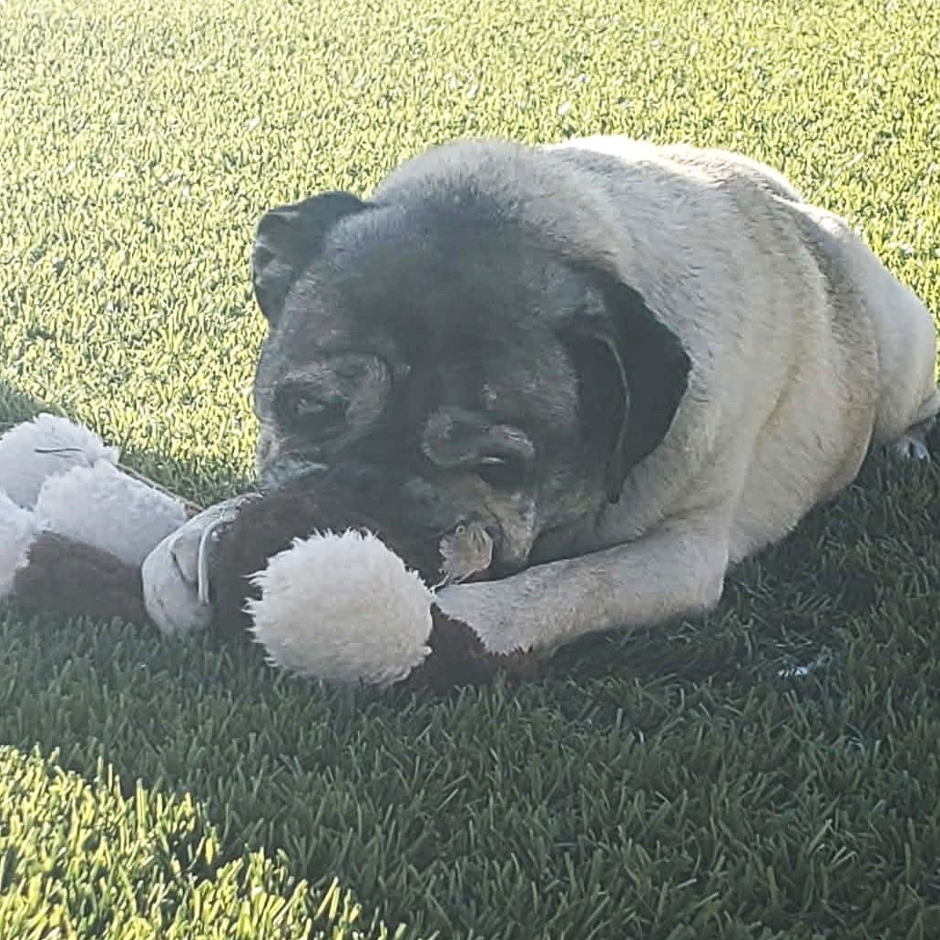 Enlarge MILO , a ADOPTABLE Pug in Marana, AZ image 3/6