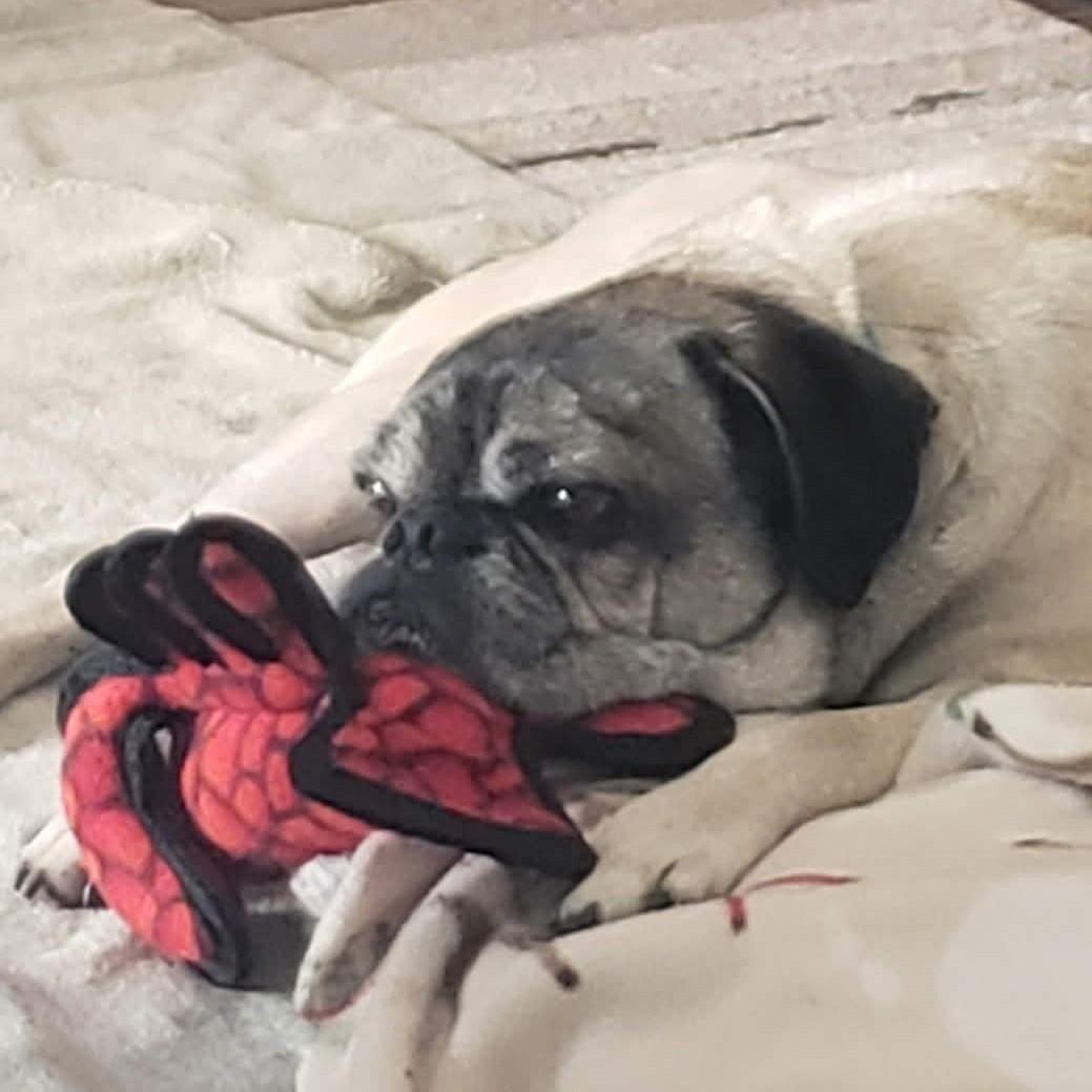 Enlarge MILO , a ADOPTABLE Pug in Marana, AZ image 2/6