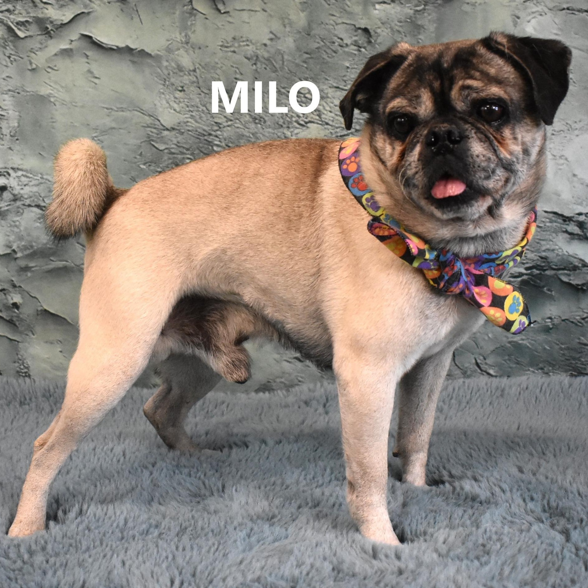 Enlarge MILO , a ADOPTABLE Pug in Marana, AZ image 1/3