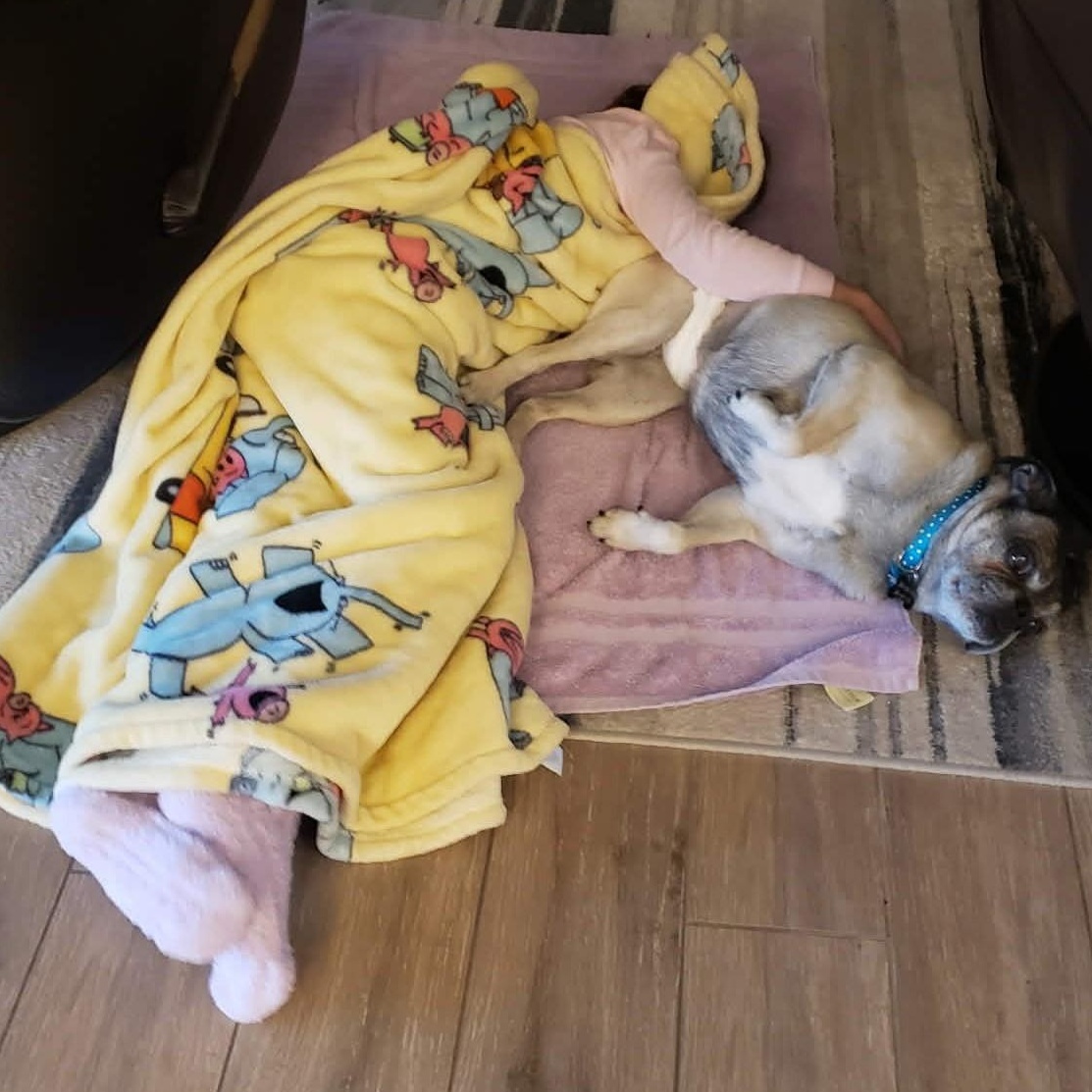 Enlarge MILO , a ADOPTABLE Pug in Marana, AZ image 3/3