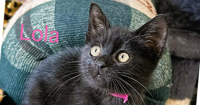 Enlarge LOLA, a Adoptable Domestic Medium Hair in Mooresville, NC image 1/1