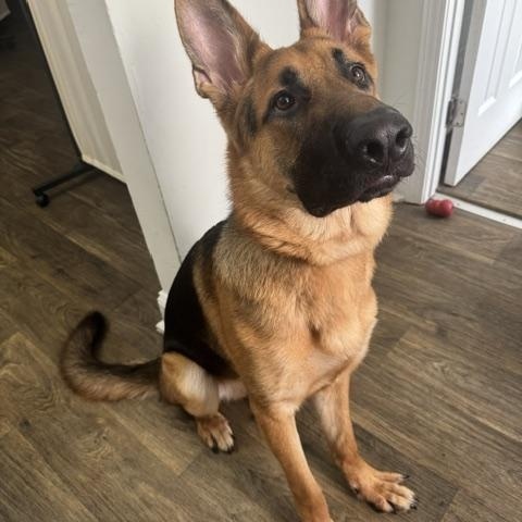 Erem, Adoptable, Young Male German Shepherd Dog.