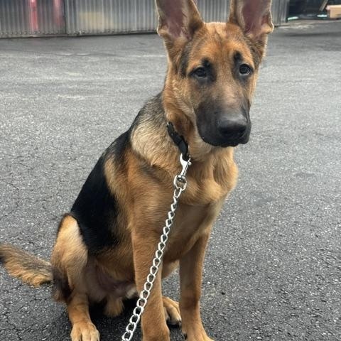 Enlarge Erem, a Adoptable German Shepherd Dog in Roswell, GA image 2/2