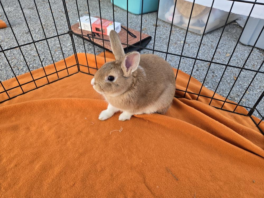 Enlarge Biscuit, a Adoptable Harlequin in Melbourne, FL image 1/6