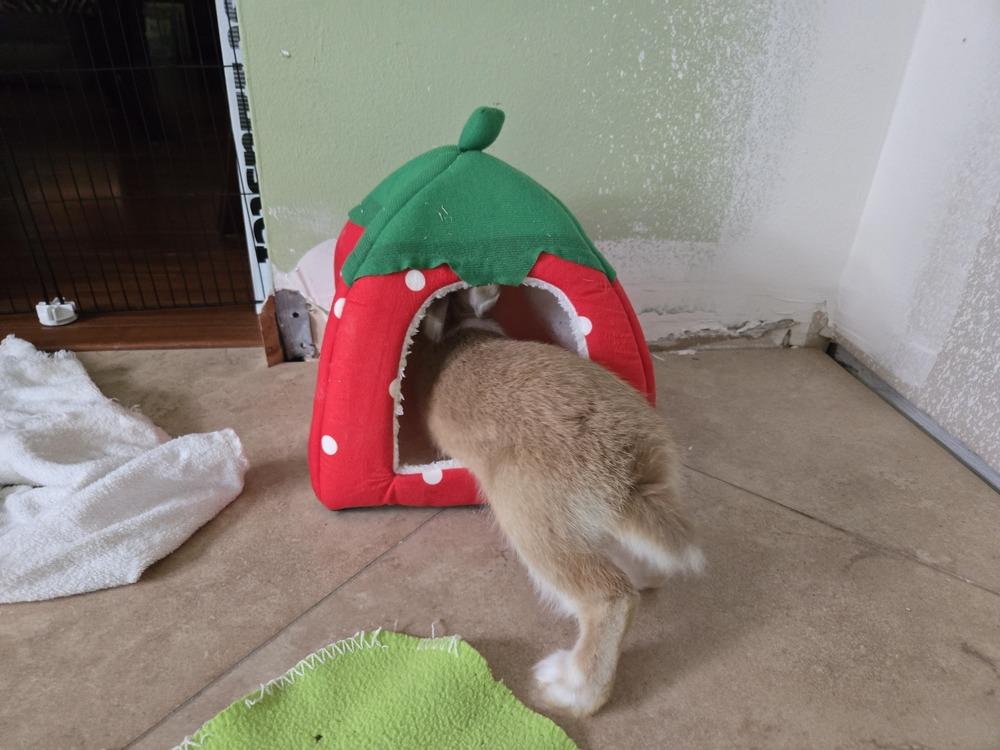 Enlarge Biscuit, a Adoptable Harlequin in Melbourne, FL image 2/6