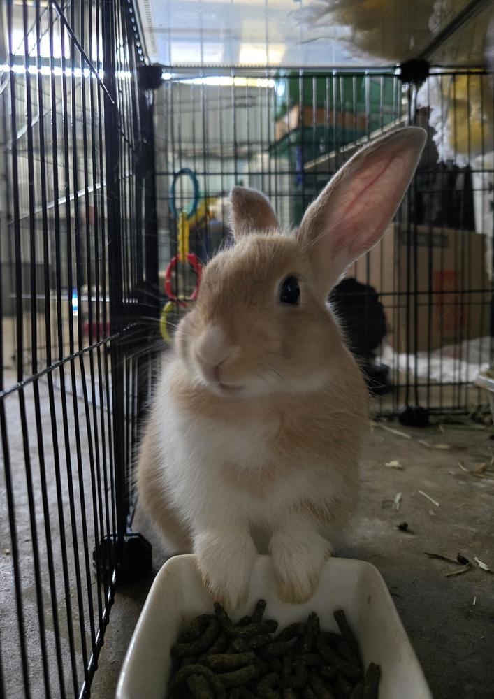 Enlarge Biscuit, a Adoptable Harlequin in Melbourne, FL image 3/6