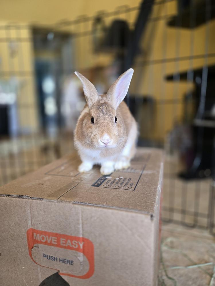 Enlarge Biscuit, a Adoptable Harlequin in Melbourne, FL image 4/6