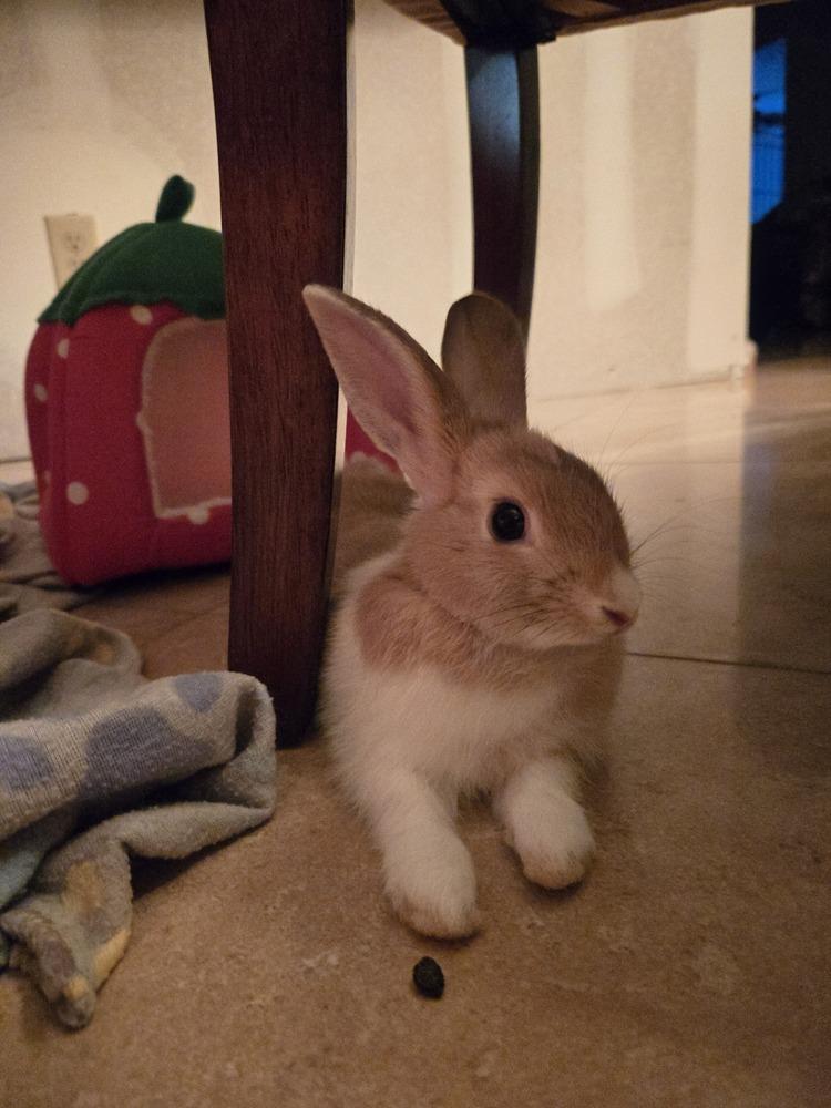 Enlarge Biscuit, a Adoptable Harlequin in Melbourne, FL image 6/6