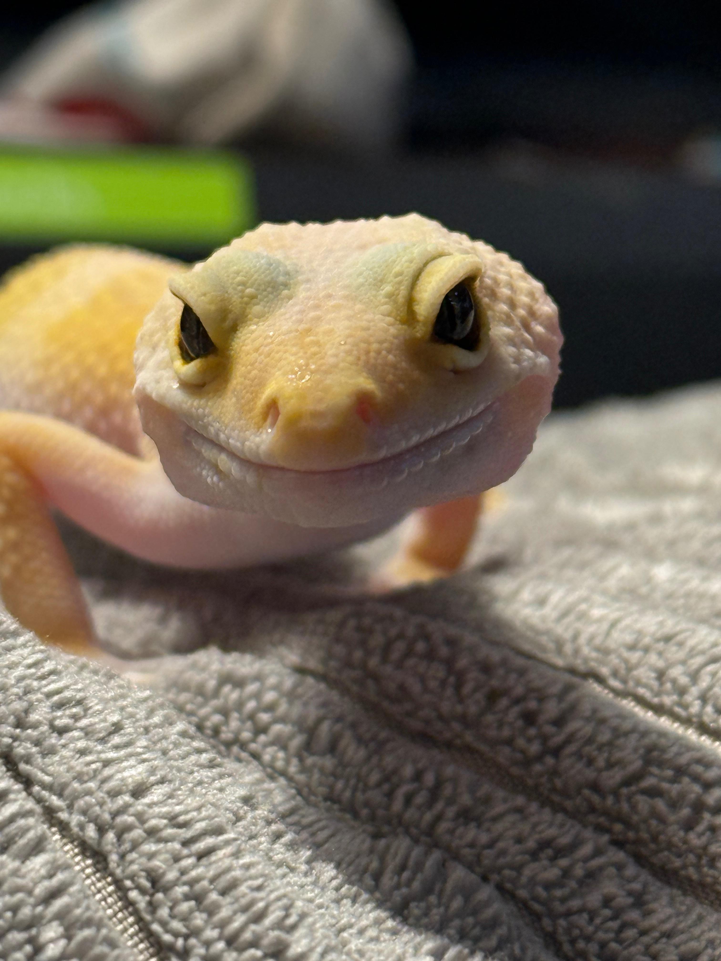 Enlarge Haze, a ADOPTABLE Gecko in warwick, RI image 4/6
