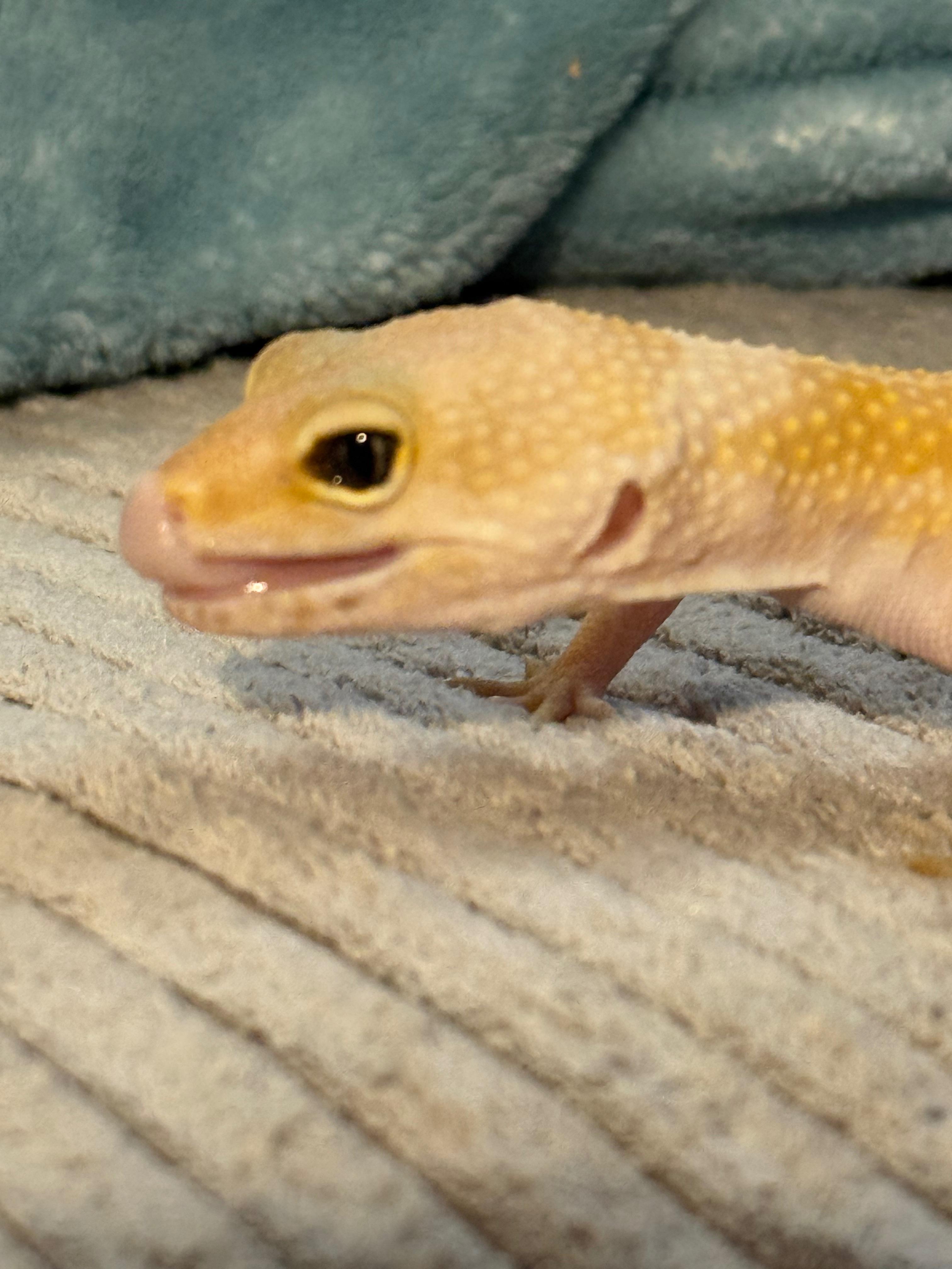 Enlarge Haze, a ADOPTABLE Gecko in warwick, RI image 1/6