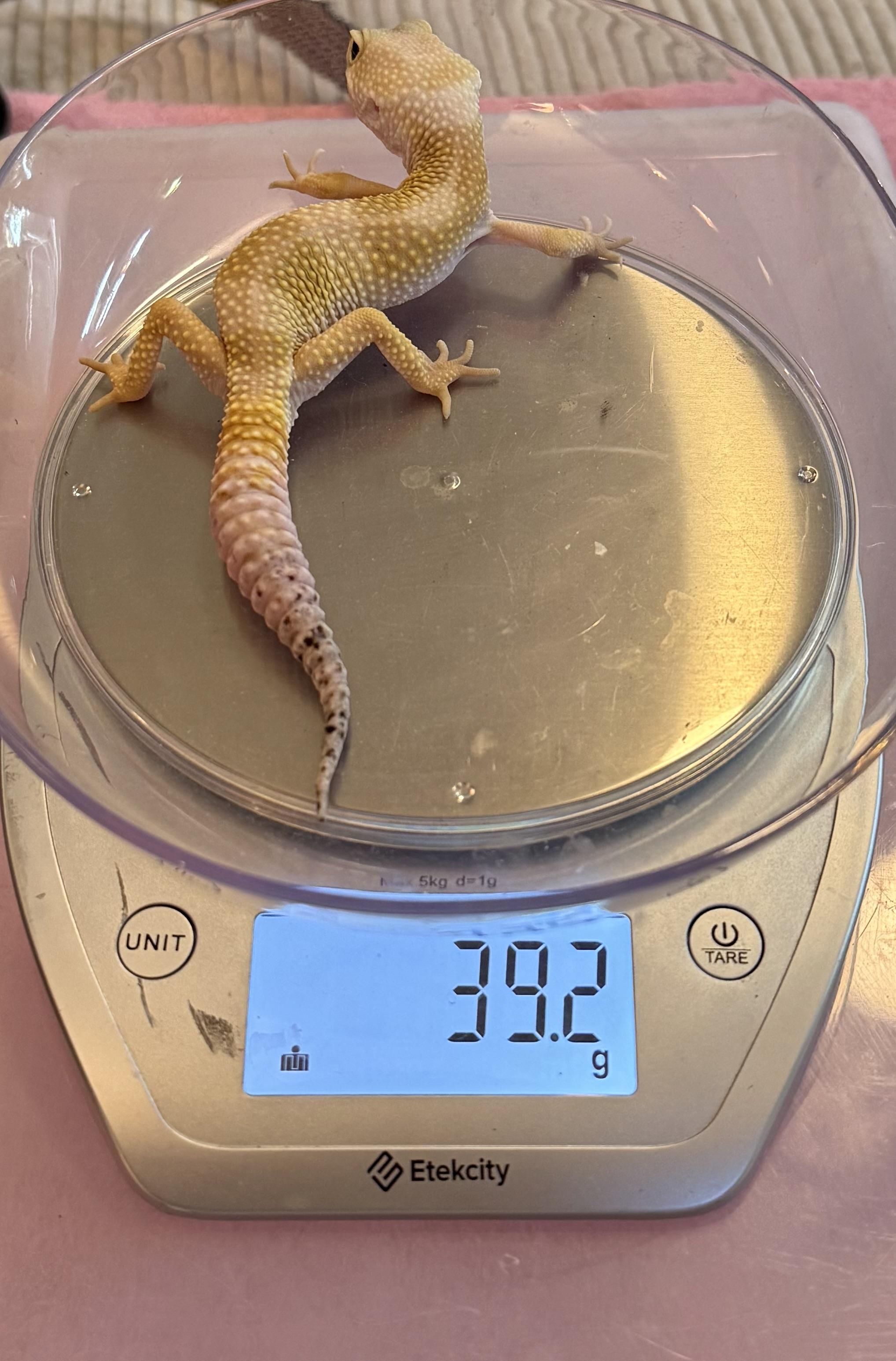 Enlarge Haze, a ADOPTABLE Gecko in warwick, RI image 5/6