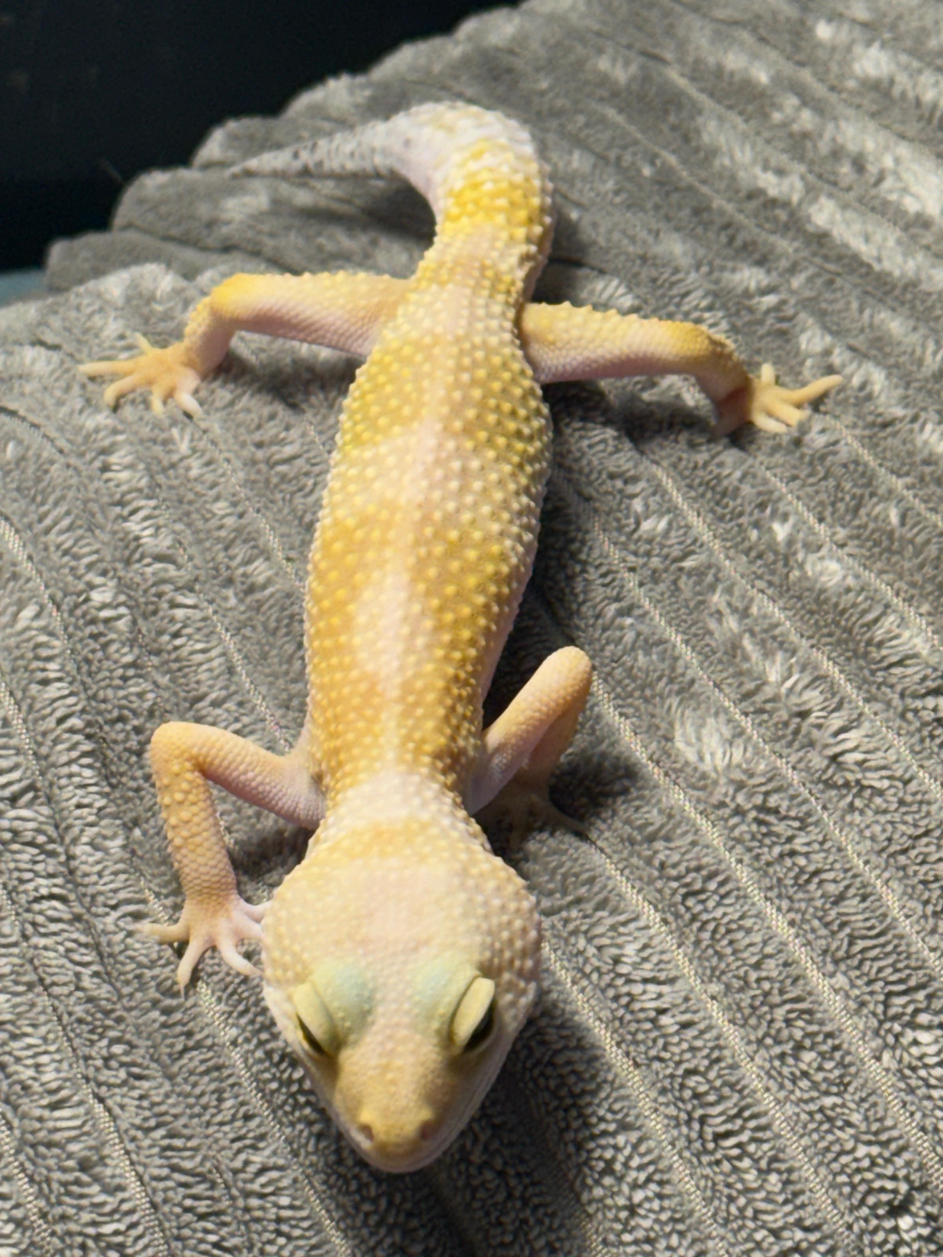 Enlarge Haze, a ADOPTABLE Gecko in warwick, RI image 6/6