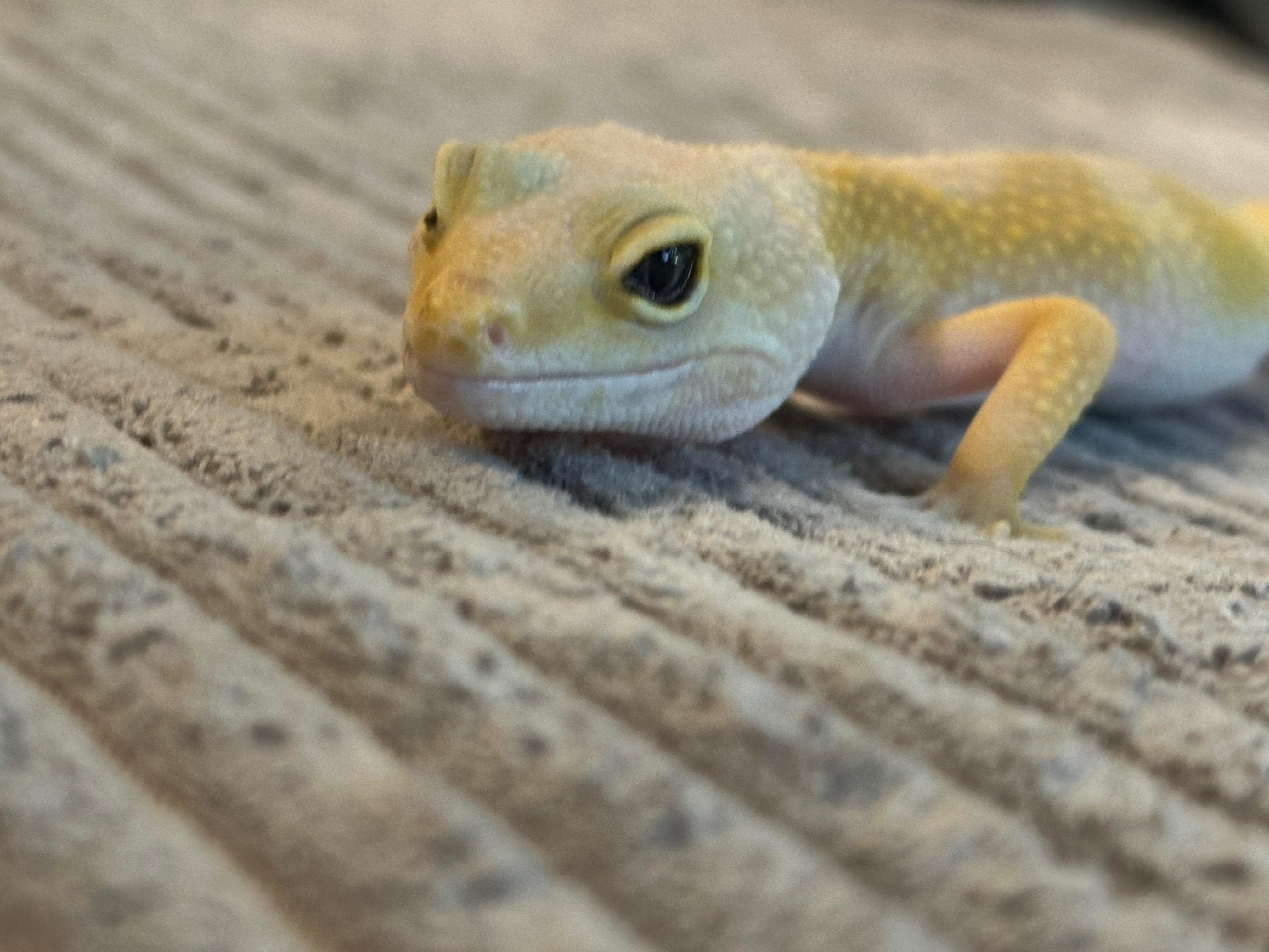 Enlarge Haze, a ADOPTABLE Gecko in warwick, RI image 3/6