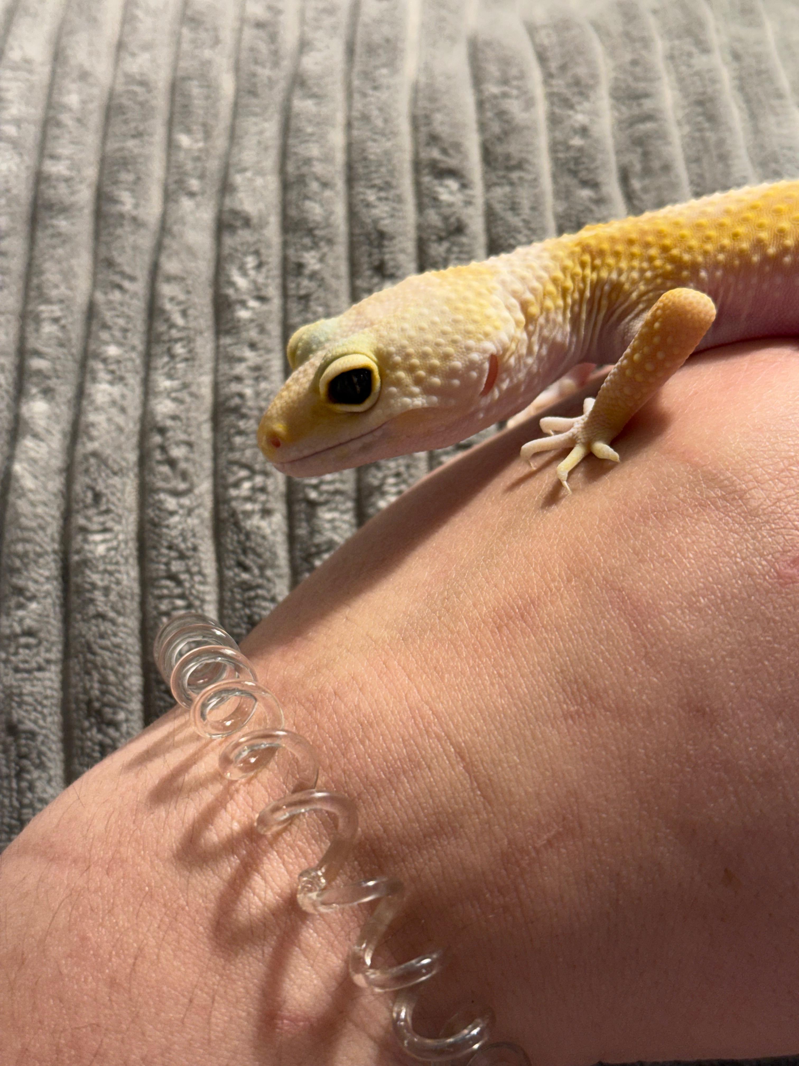 Enlarge Haze, a ADOPTABLE Gecko in warwick, RI image 2/6