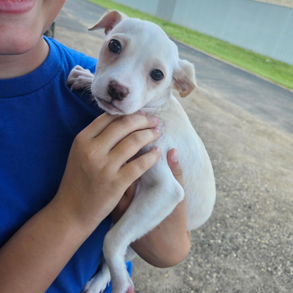 Enlarge Vidi, a Adoptable mixed breed in Tomah, WI image 1/6