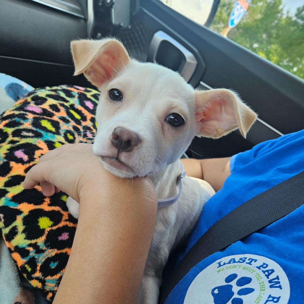 Enlarge Vidi, a Adoptable mixed breed in Tomah, WI image 2/6