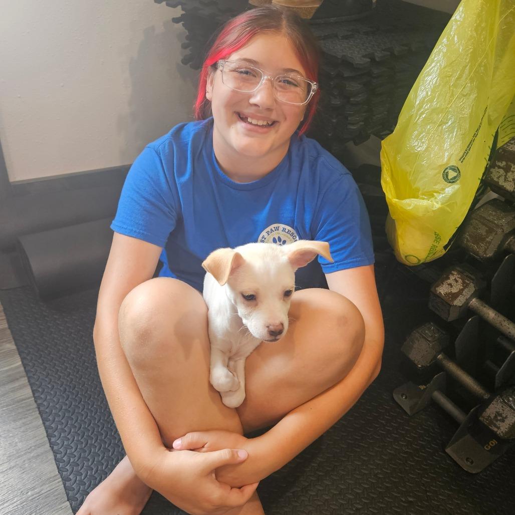 Enlarge Vidi, a Adoptable mixed breed in Tomah, WI image 4/6