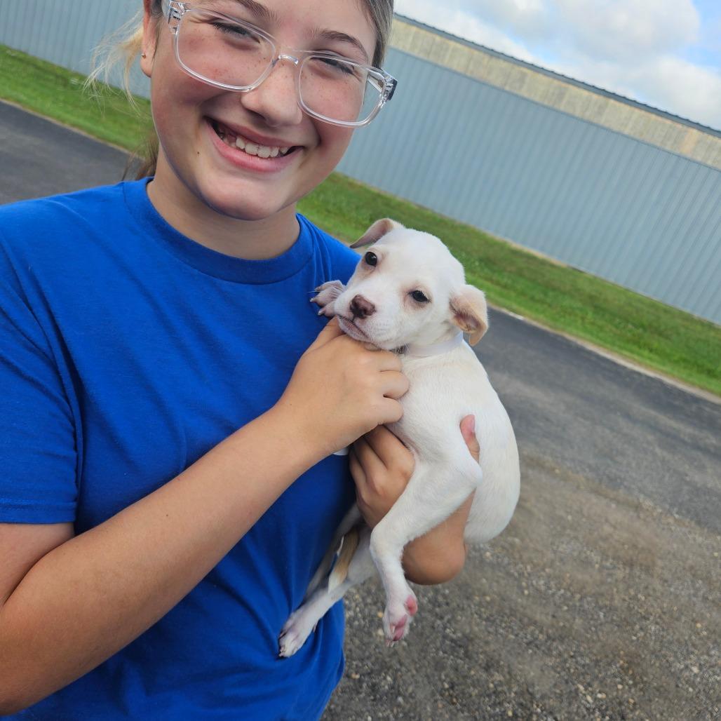 Enlarge Vidi, a Adoptable mixed breed in Tomah, WI image 5/6