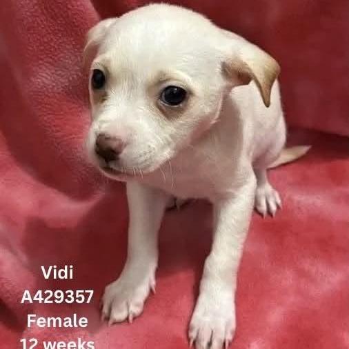 Enlarge Vidi, a Adoptable mixed breed in Tomah, WI image 6/6