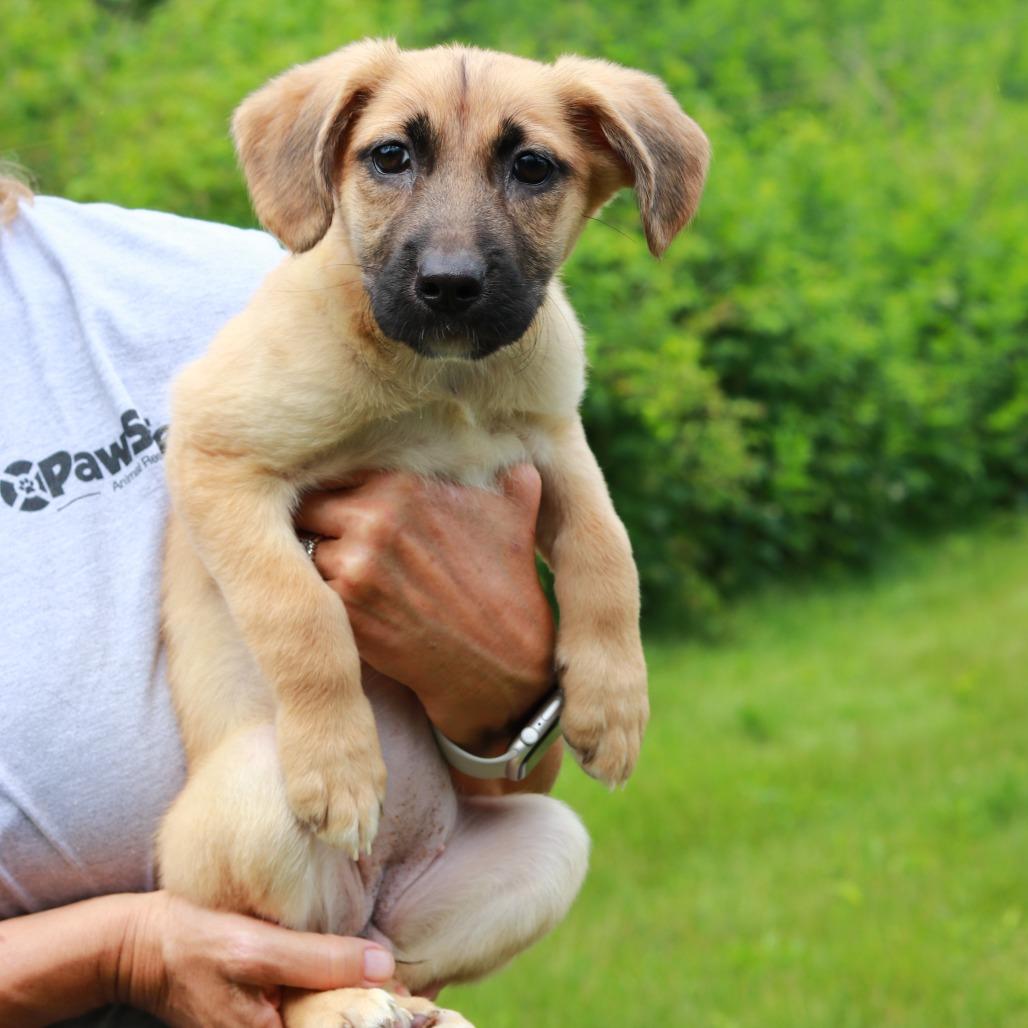 Enlarge CT Petra, a Adoptable Mixed Breed in Eastford, CT image 3/3